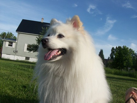 cody