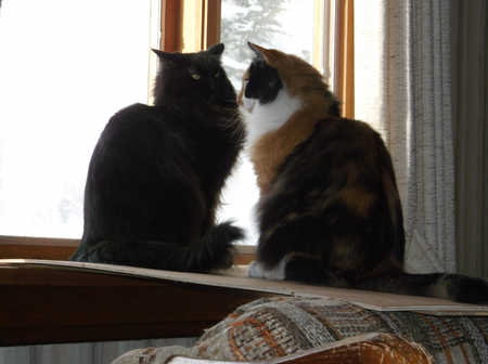 Dusty and Rosie