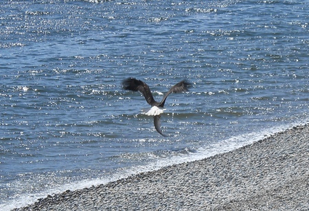 Eagle fishing