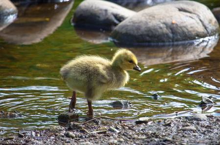 Gosling of Lost Lagoon