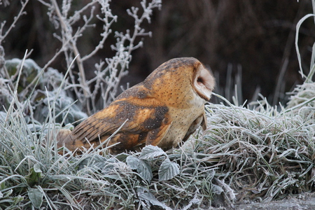 Barn Owl