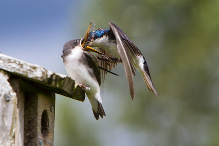 Swallow lunch time feeding