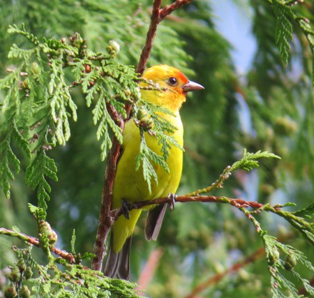  Western Tanager 