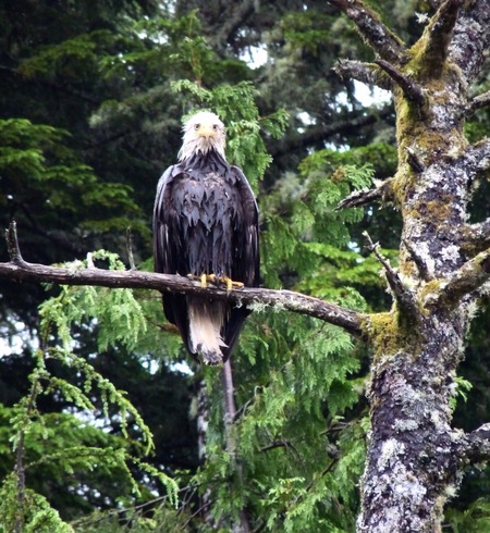 Ucluelet Locals