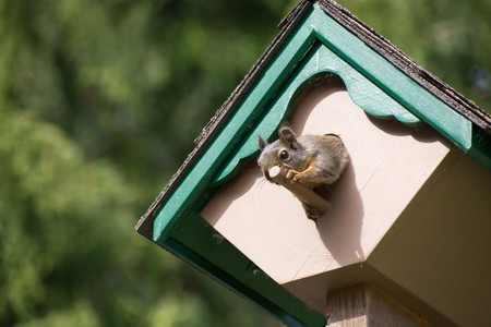 Birdhouse Squirrel