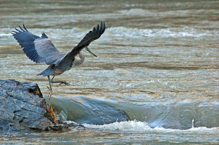 Grace of Great Blue Heron