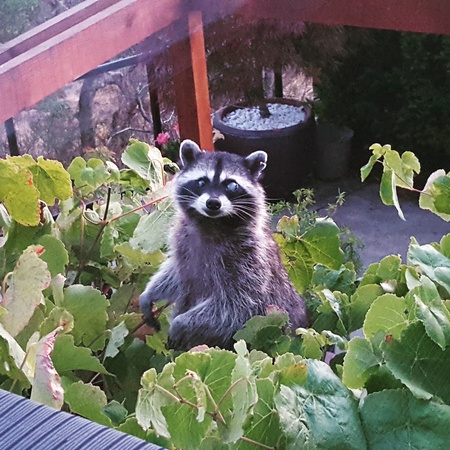 The Innocent Looking Grape Thief