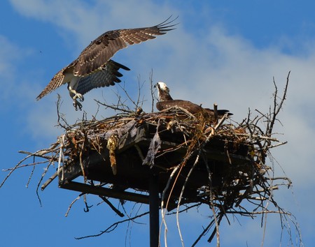 Juvenile Osprey returning to nest