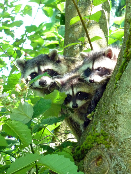 Mother Racoon and two curious newborn cubs