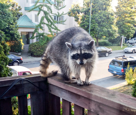 Nocturnal Visitor