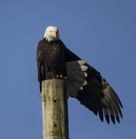 Eagle stretch