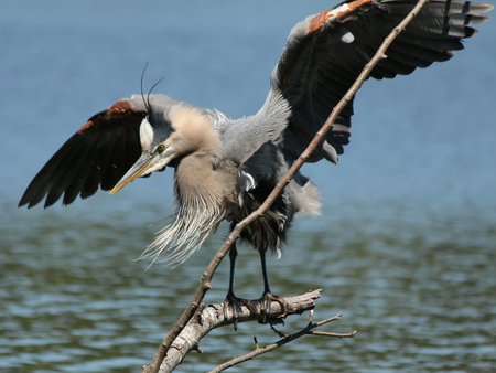 Great Blue Heron