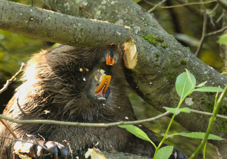 Beaver Hard at Work