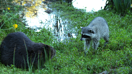 Raccoon Meets Beaver