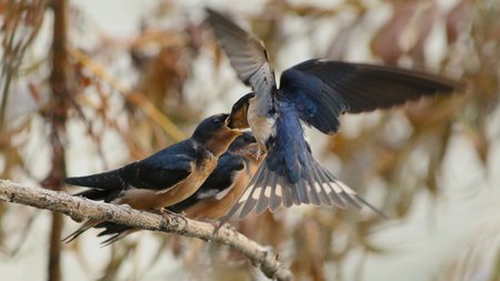 Barn Swallow Feeding Young