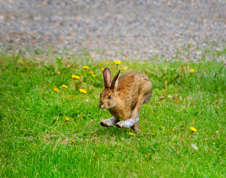 "Mad as a March Hare"