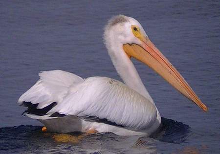 Pelican at Cluculz Lake 