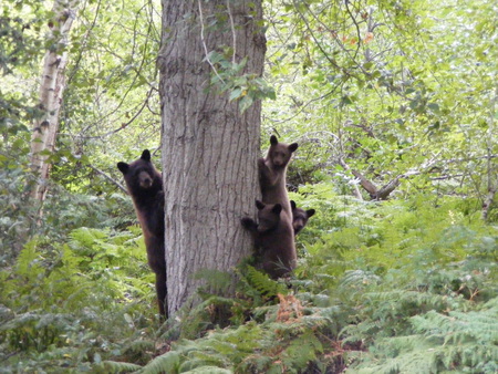 Peek-a-Bear