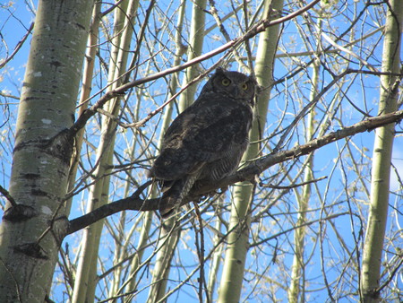 Cheif Lake Owl