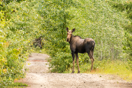 Moose on the KVR