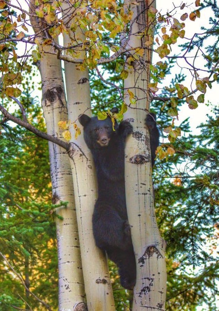 Bear in a tree