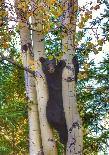 Bear in a tree
