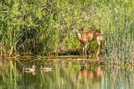 Fawn & Two Ducks