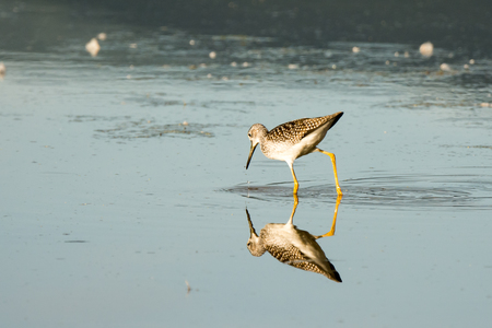 Lesser Yellowlegs Reflection