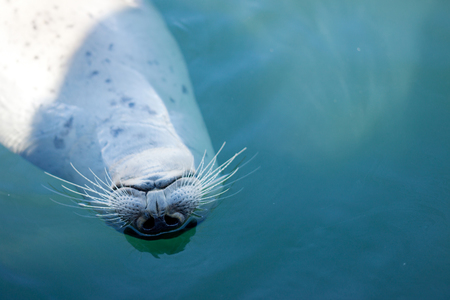 Harbour Seal