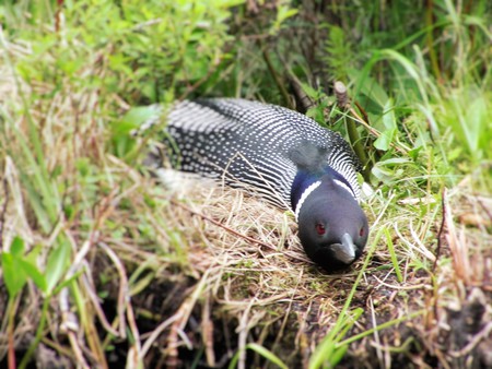 Nesting Loon