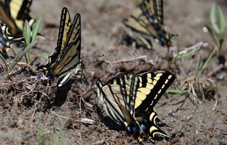 In the wet soil