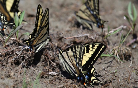 In the wet soil