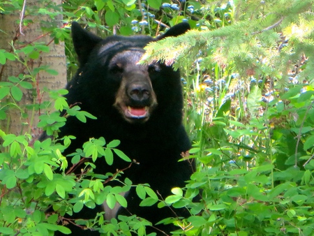 Backyard Hide & Seek