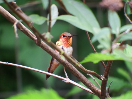 Humming Bird