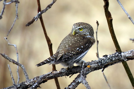 Nothern Pygmy Owl