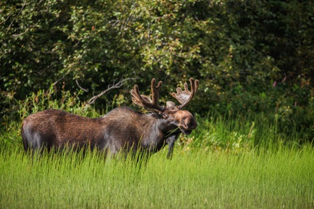 Friendly moose
