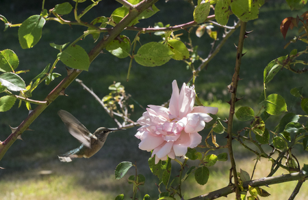 Annas Hummingbird