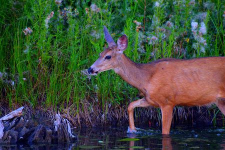 Wading Doe