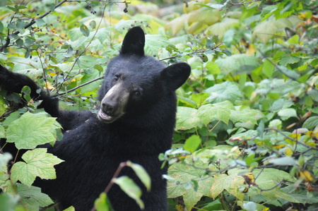 Berry Happy Bear