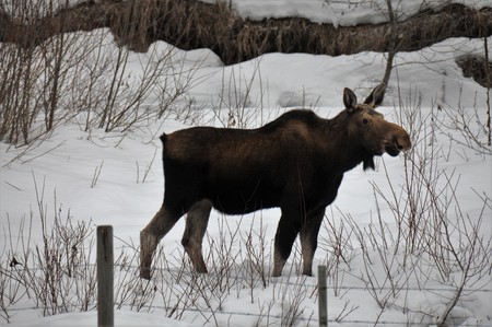 Cow Moose