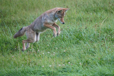 Coyote Hunting