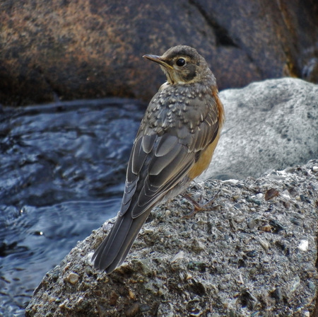 Mark Creek Robin