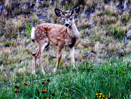 Morning Visitor