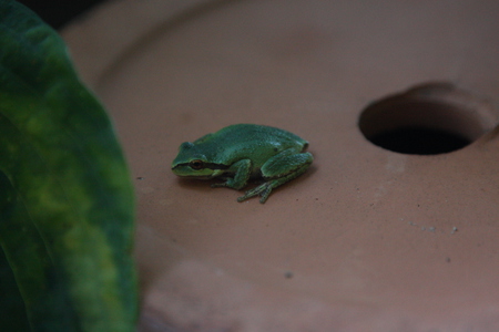 Tiny Visitor