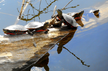 "Coming soon to a pond near you...The Western Painted Turtles Quintet"
