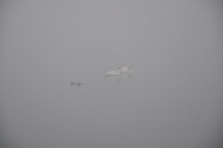 Swans in fog