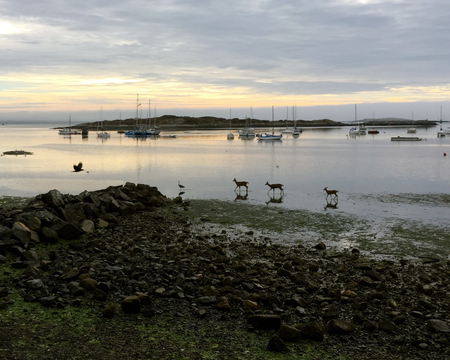 Deer at Daybreak