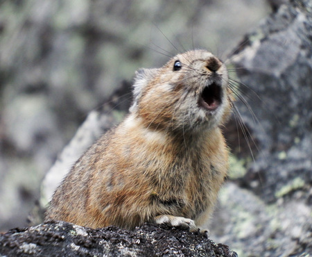 Pika soundoff