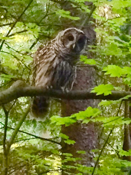 Barred Owl above McKay Creek