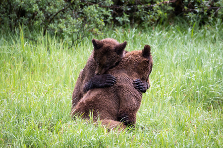 A real bear hug!